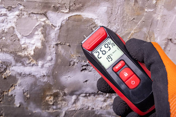 Best Fast Mold Removal  in Freeman, SD