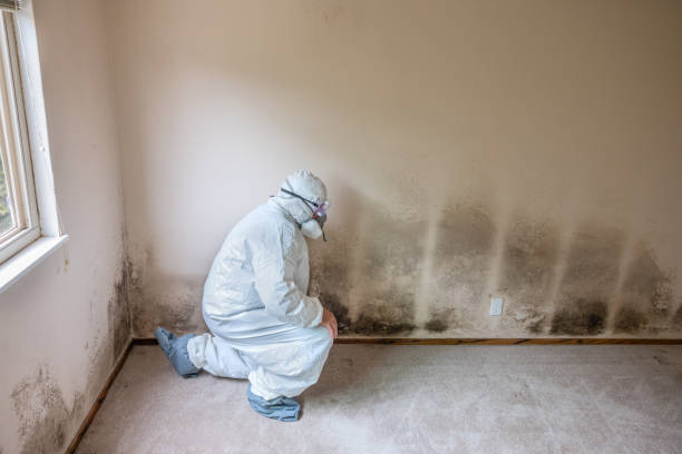 Best Emergency Mold Removal  in Freeman, SD