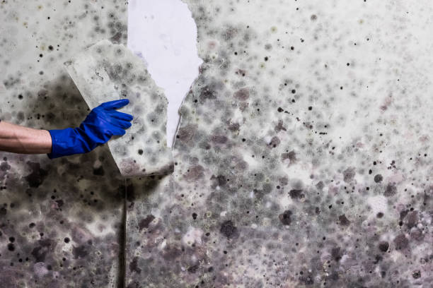 Best Professional Mold Removal  in Freeman, SD